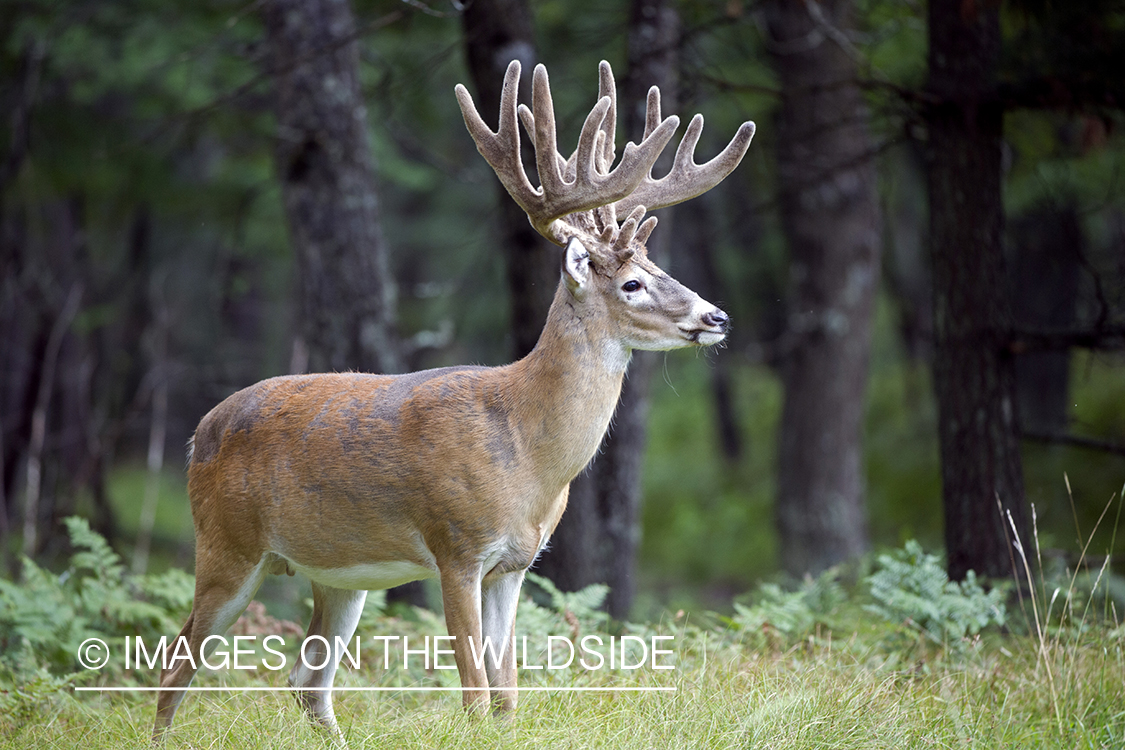 White-tailed buck in field.