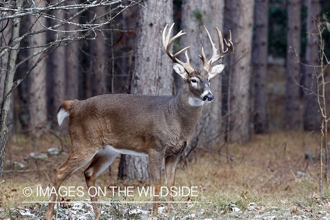 White-tailed buck in field.