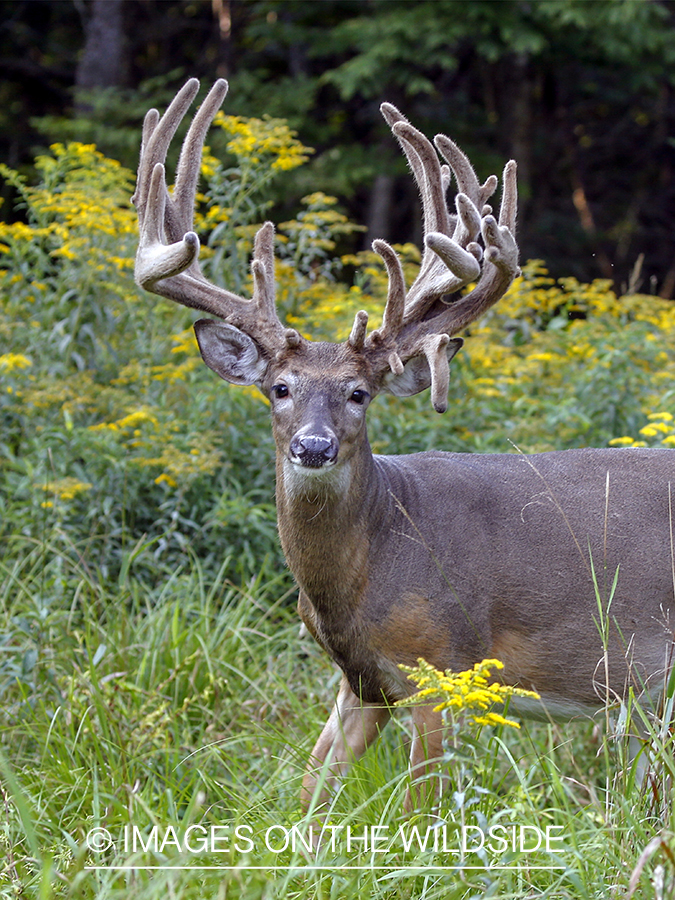 White-tailed buck in Velvet.