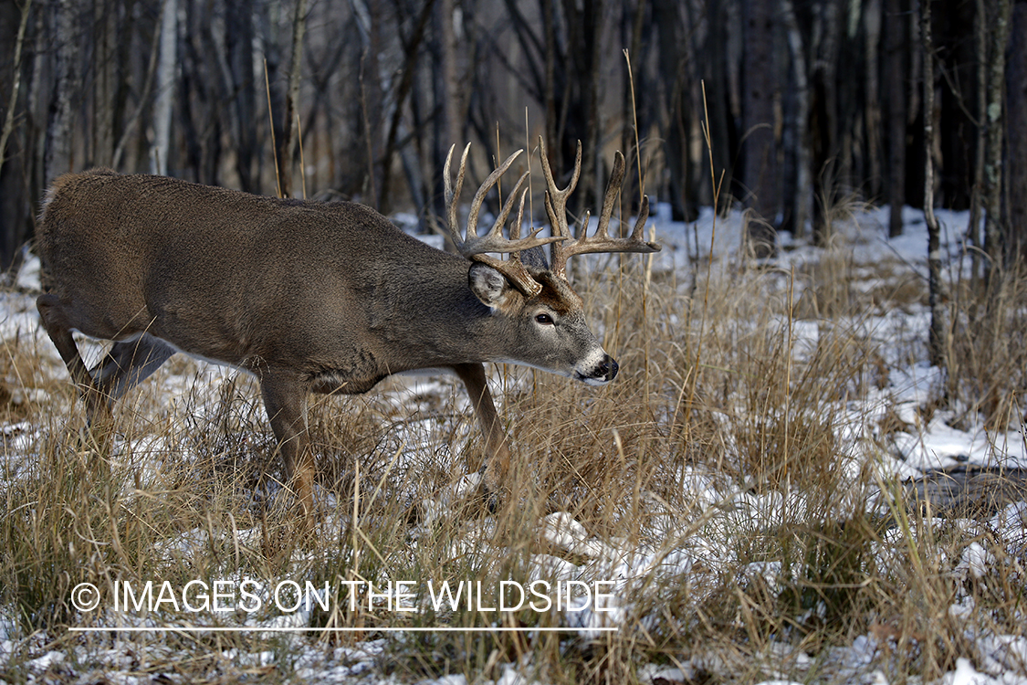 White-tailed buck in the rut.