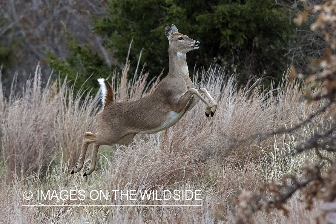 White-tailed doe in field.