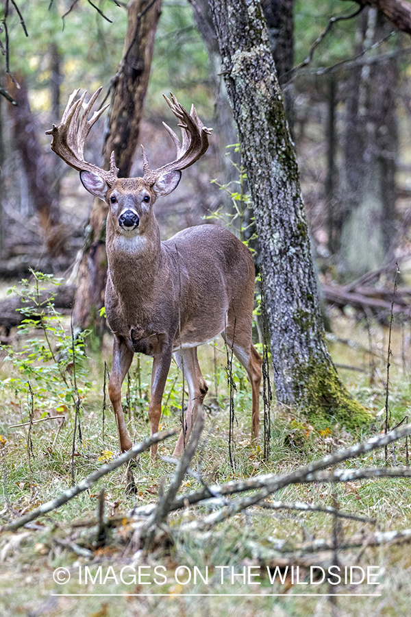 White-tailed buck in field.