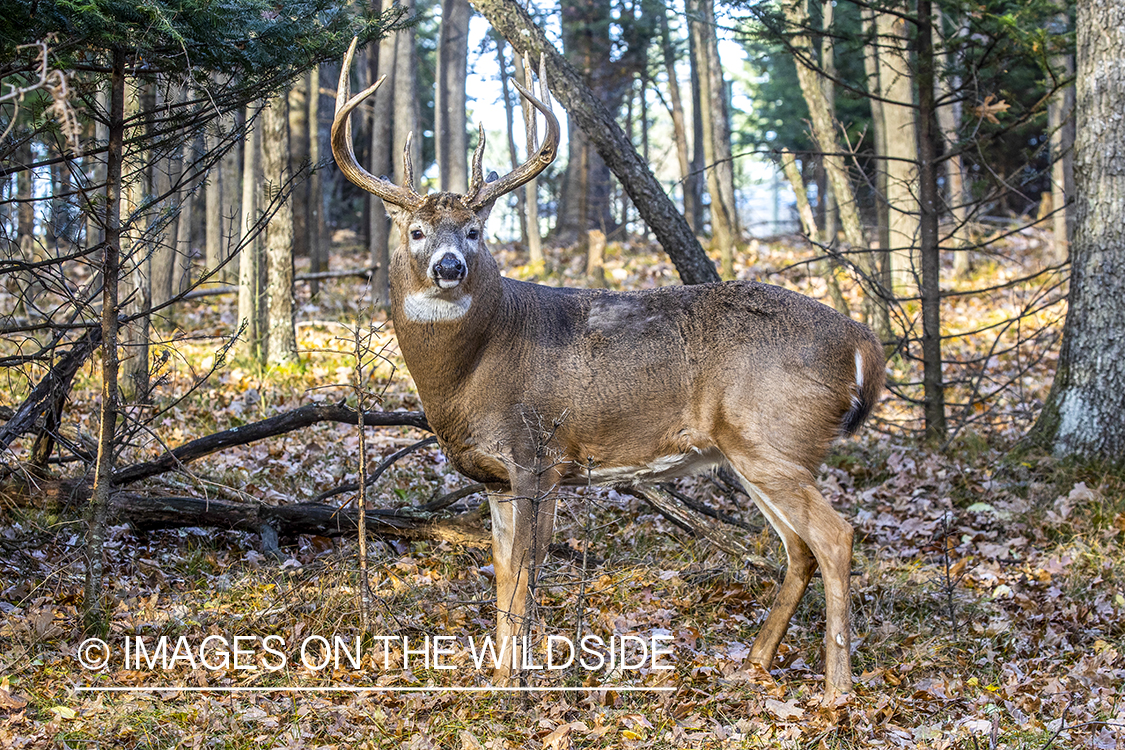 White-tailed buck in field.