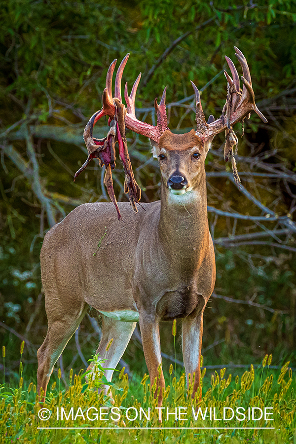 White-tailed buck shedding Velvet.