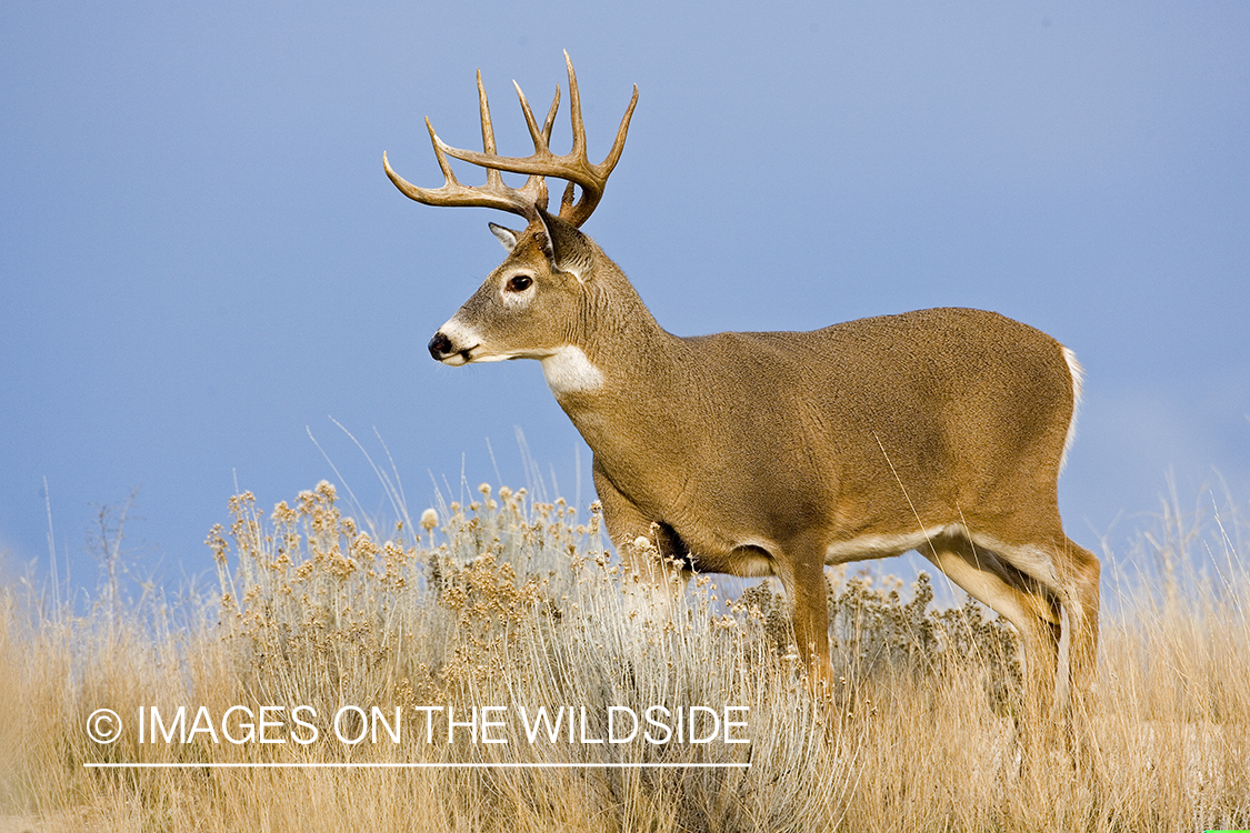 White-tailed deer in habitat