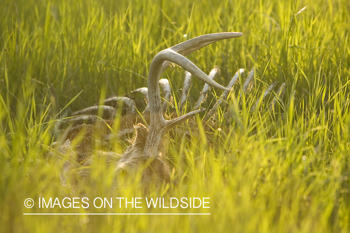 White-tailed deer in captivity