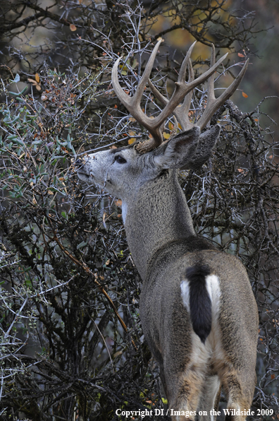 Blacktail buck in habitat.