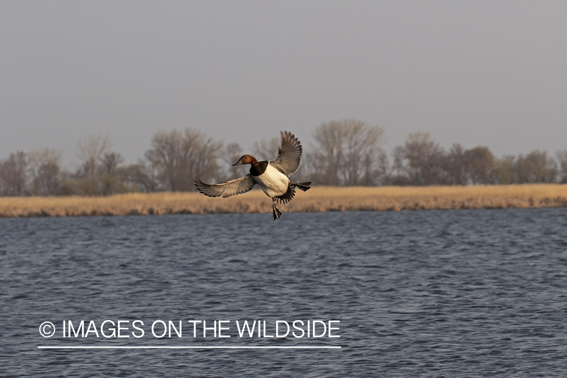 Canvasback in flight.