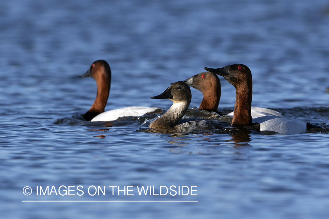 Canvasback ducks on water.