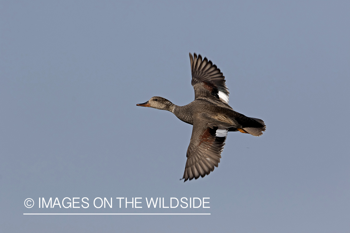 Gadwall in flight.