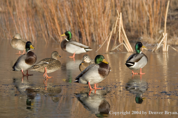 Mallards on ice.