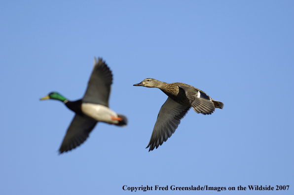 Mallard duck