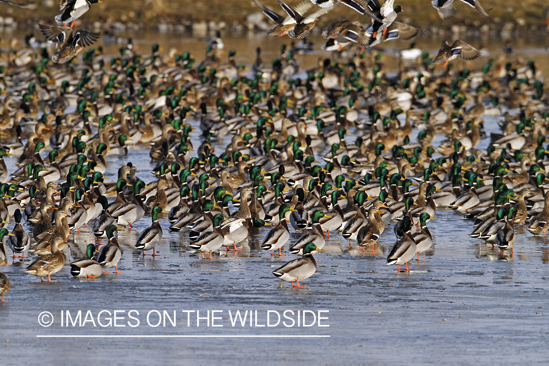 Flock of Mallards on ice. 