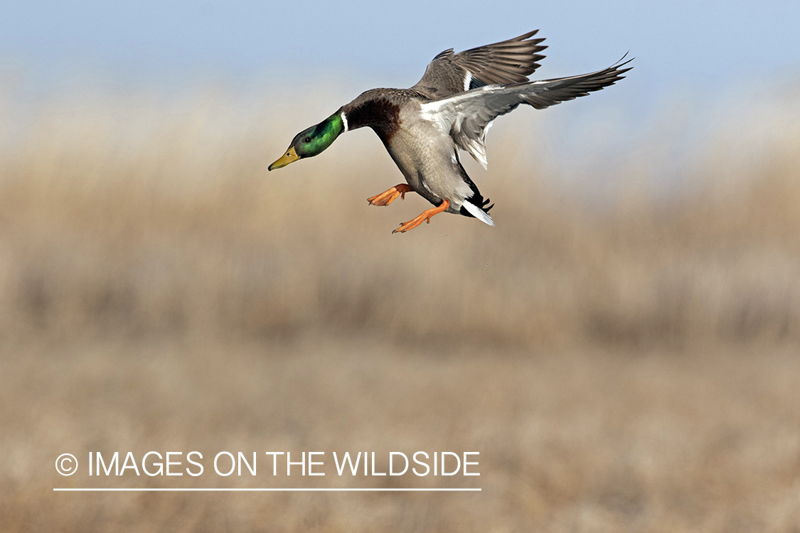 Mallard drake in flight.