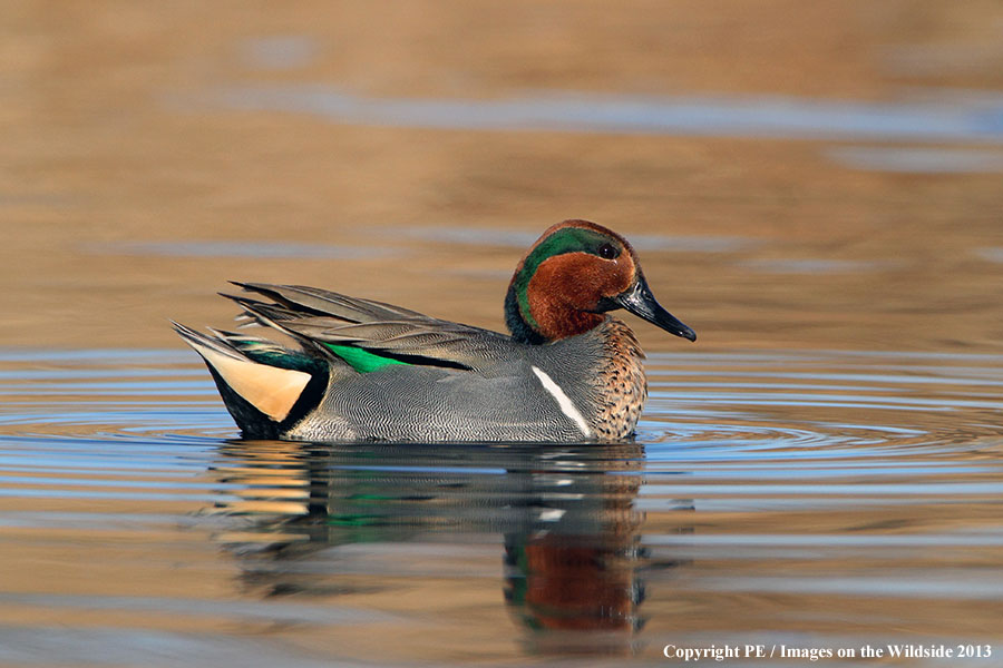 Green-winged Teal drake in habitat.