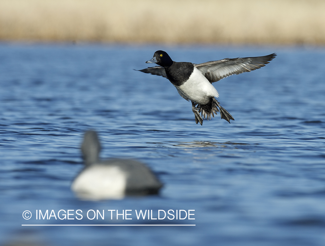 Lesser Scaup duck landing with decoys.