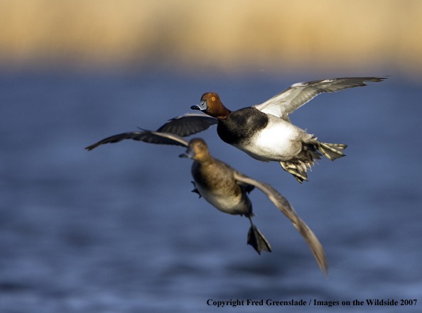 Redhead ducks in habitat