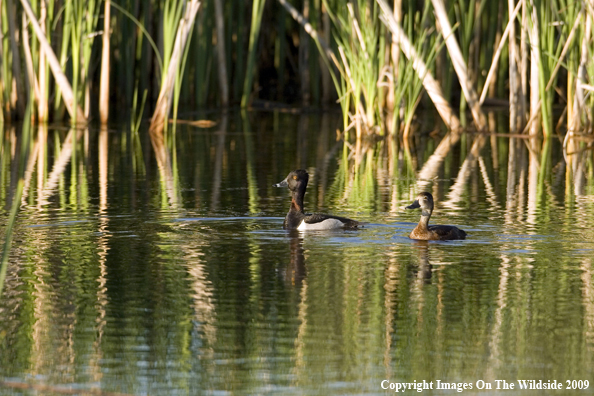 Ring-necked pair on water