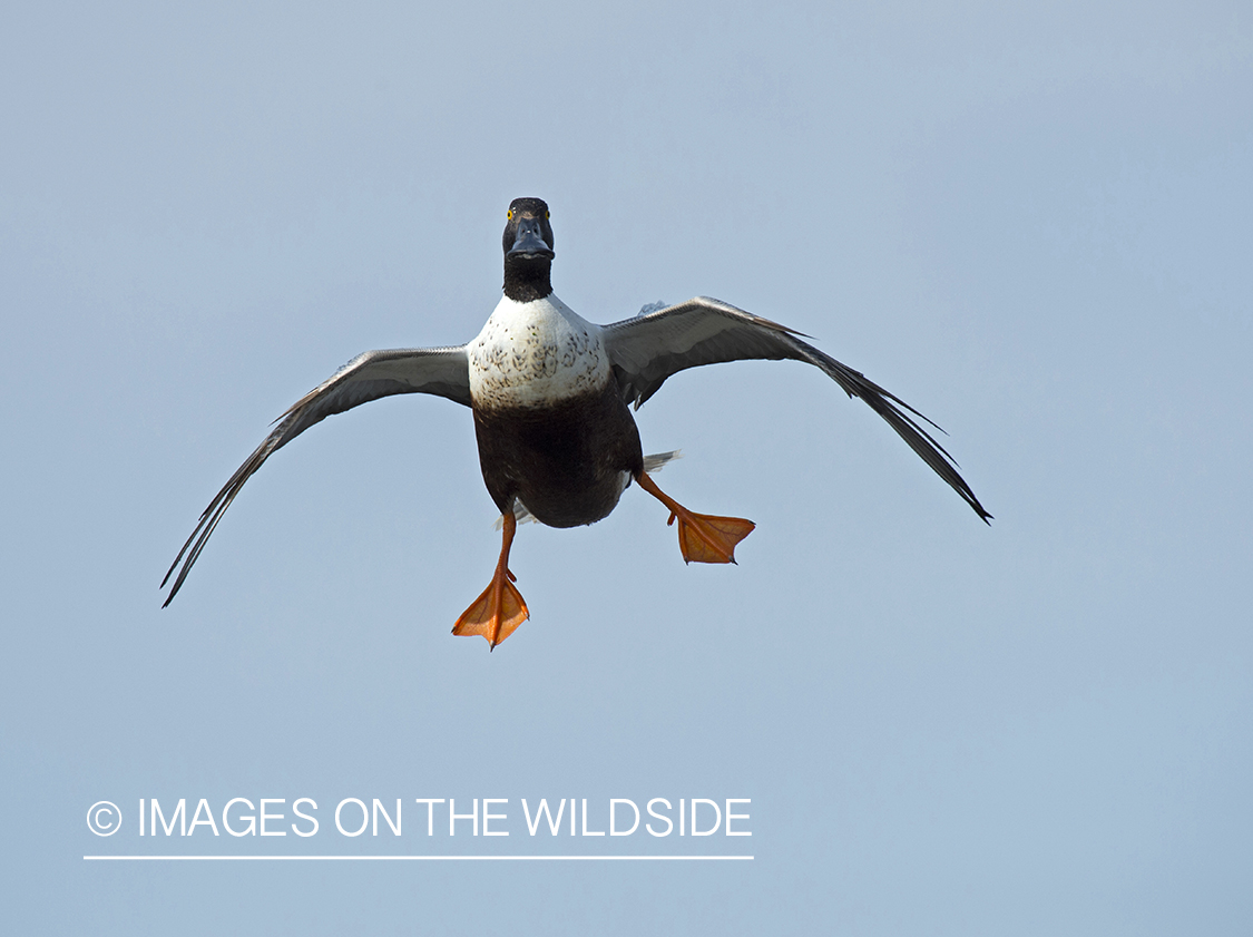 Shoveler in flight.