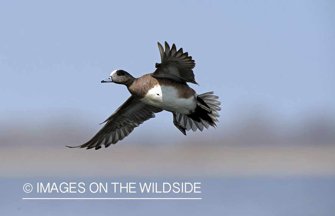 Wigeon in flight.