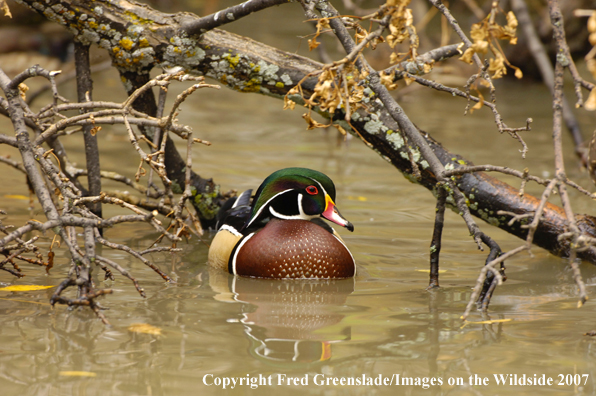 Wood duck