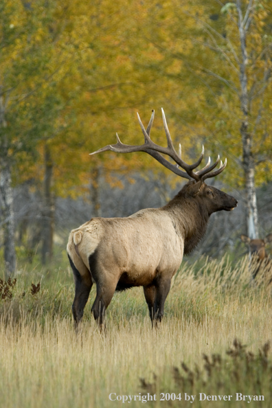 Rocky Mountain bull elk in habitat.