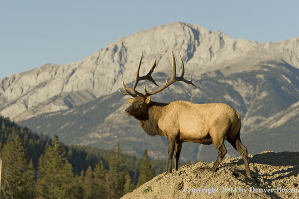 Rocky Mountain bull elk in habitat.