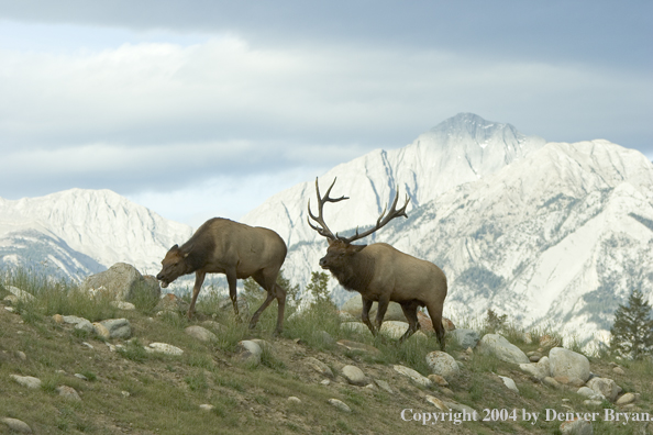 Rocky Mountain bull elk following cow elk.