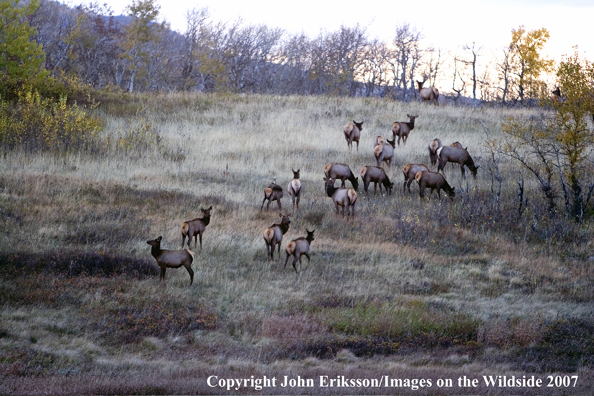 Elk in habitat