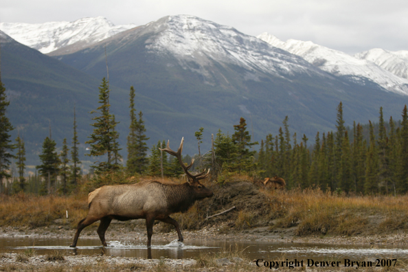 Rocky Mountain Elk walking