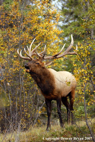 Rocky Mountain Elk bugling