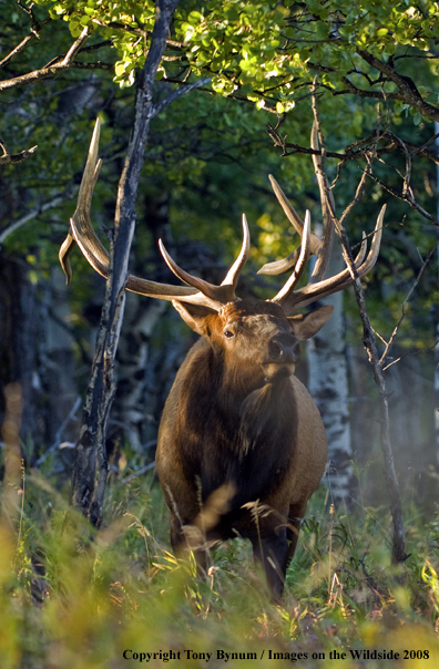 Rocky Mountain Elk in habitat