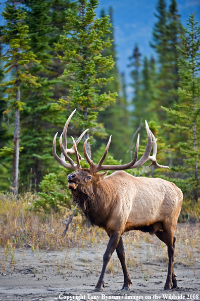 Bull Elk in field