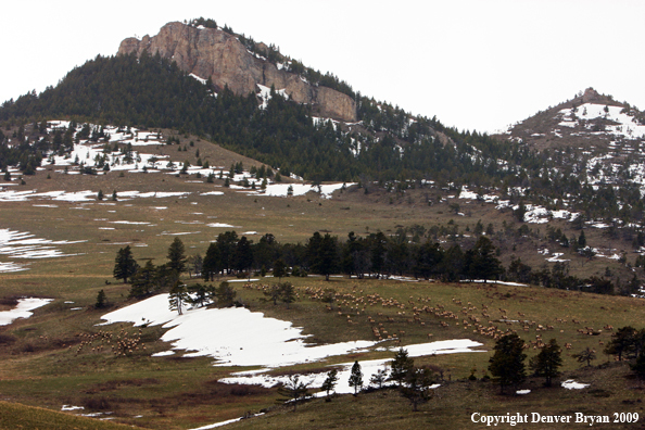 Rocky Montain Elk Herd