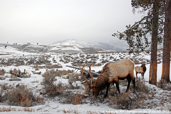 Rocky Mountain Bull Elk in habitat. 