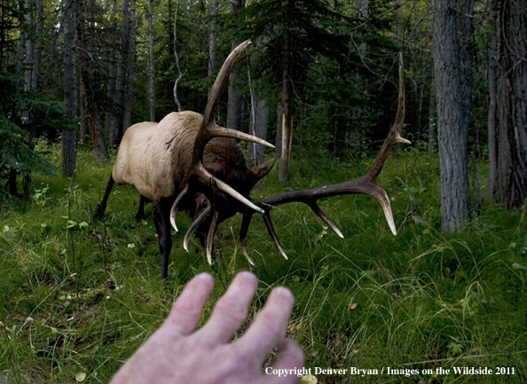 Rocky Mountain Bull Elk charging hunter