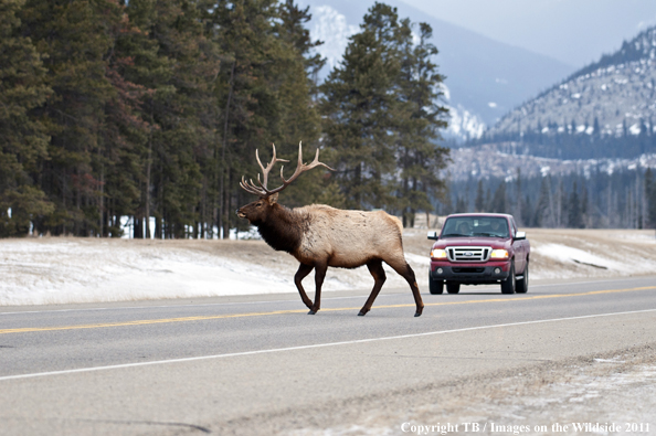 Rocky Mountain bull elk crossing road. 