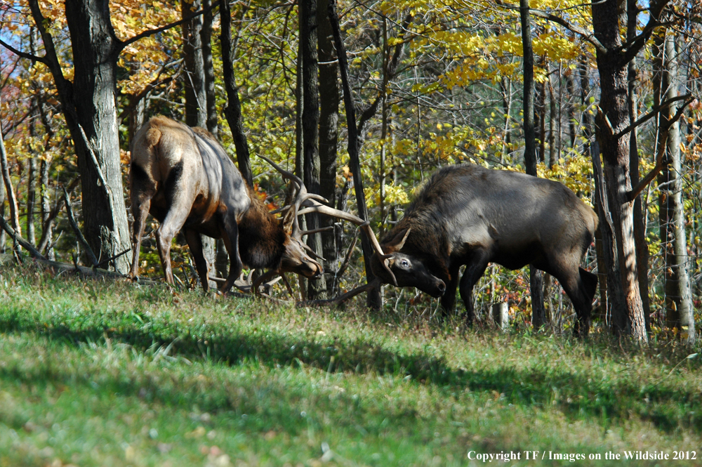 Bull elk fighting. 