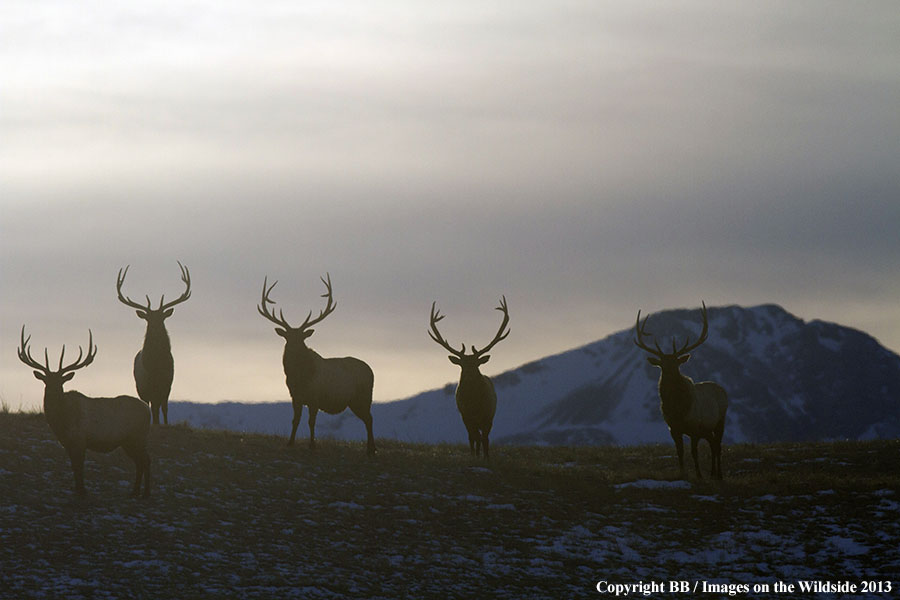 Rocky Moutain Elk in habitat.