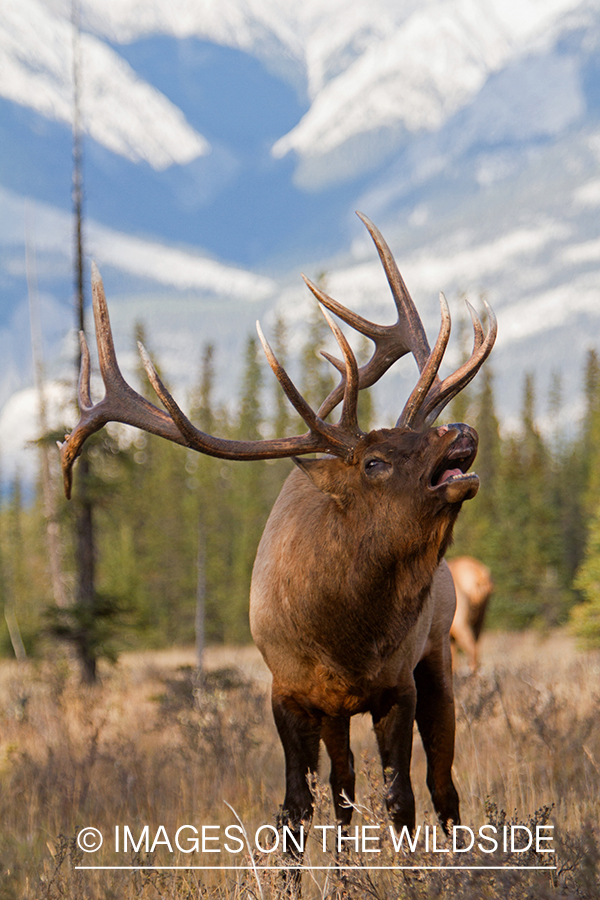 Rocky Mountain Bull Elk bugling in habitat.