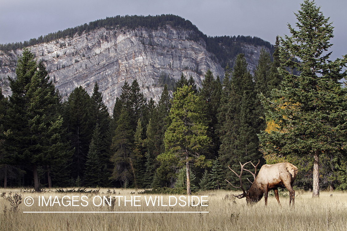 Rocky Mountain Bull Elk in habitat.