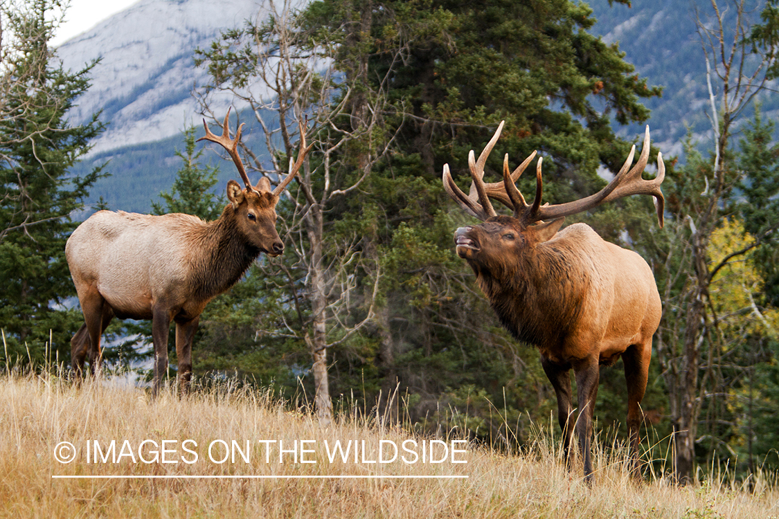 Rocky Mountain Bulls  in habitat.