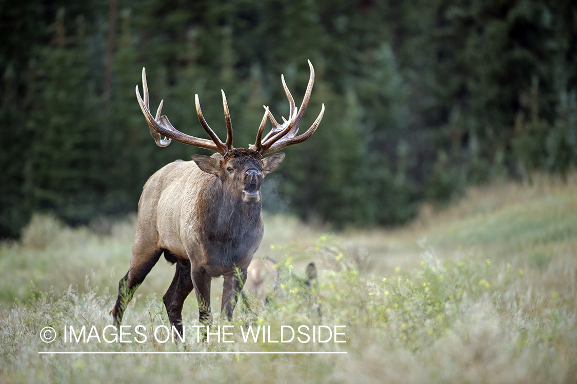 Bull elk bugling.