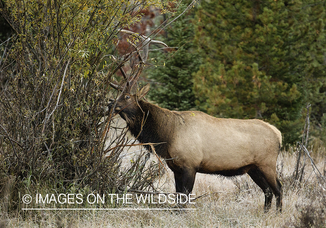 Bull elk rubbing antlers on tree.