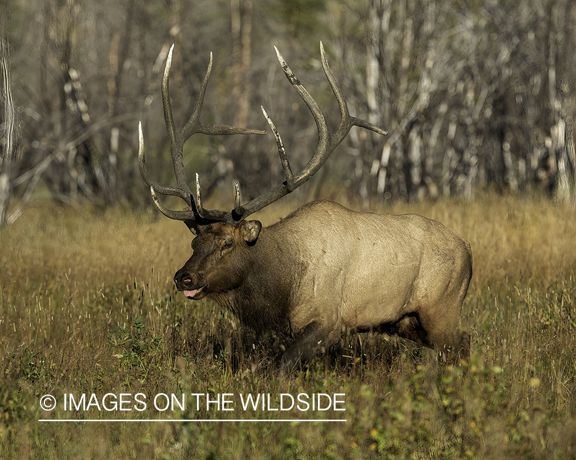 Bull elk in habitat.