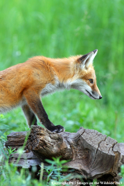 Red Fox stalking prey. 