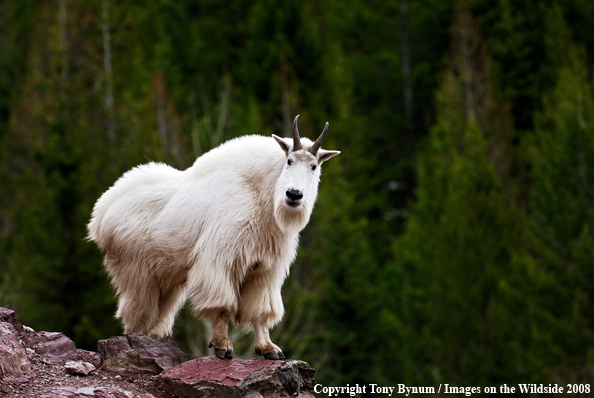 Billy Mountain Goat