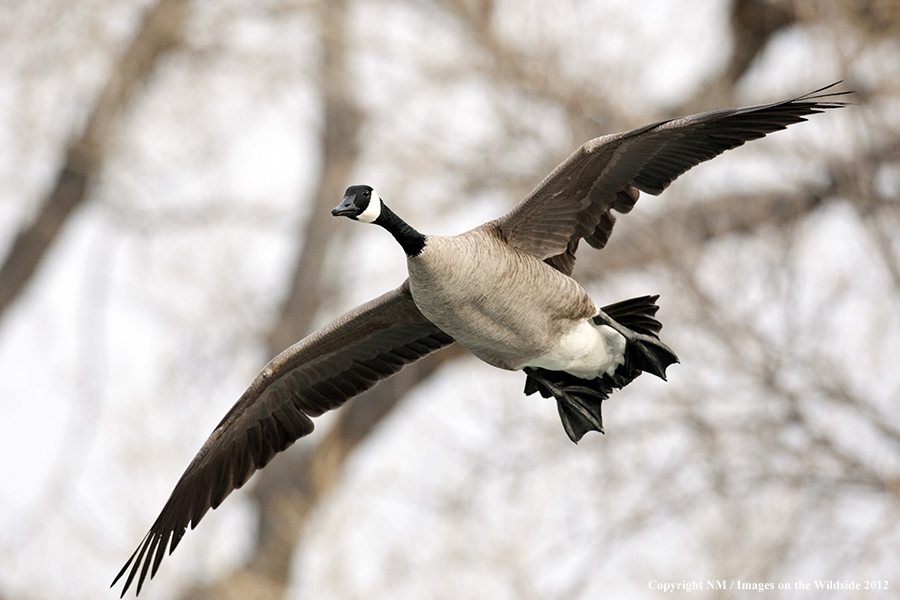 Canadian goose flying.