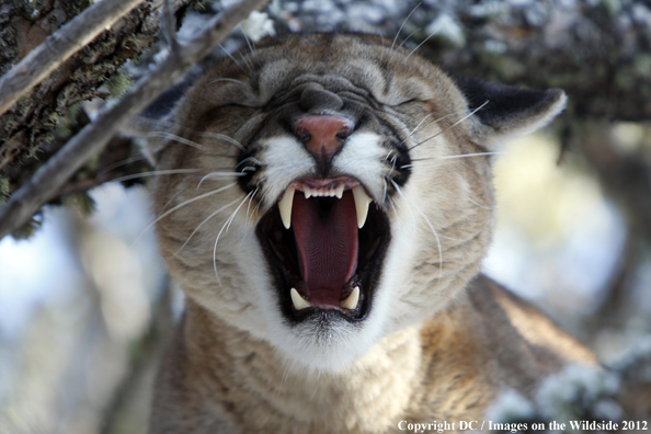 Mountain lion snarling. 