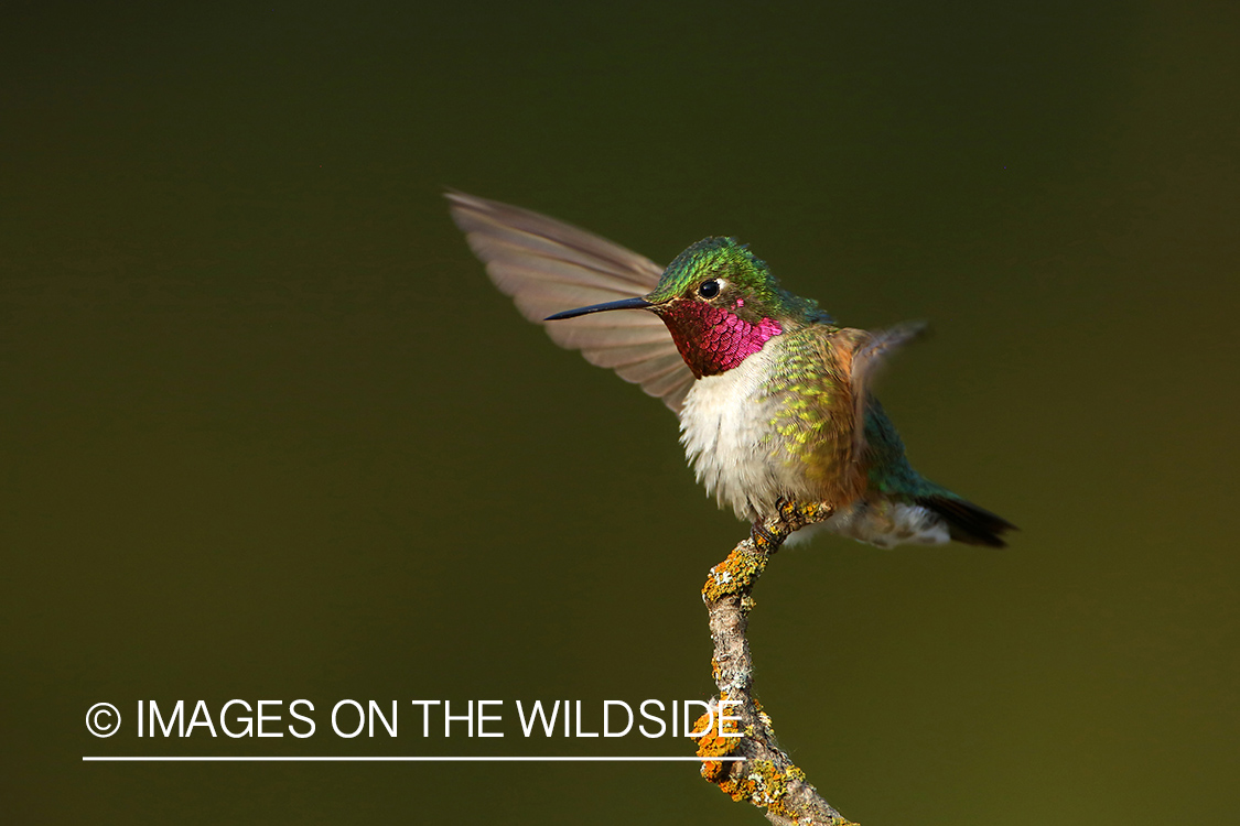 Broad-tailed Hummingbird on branch.